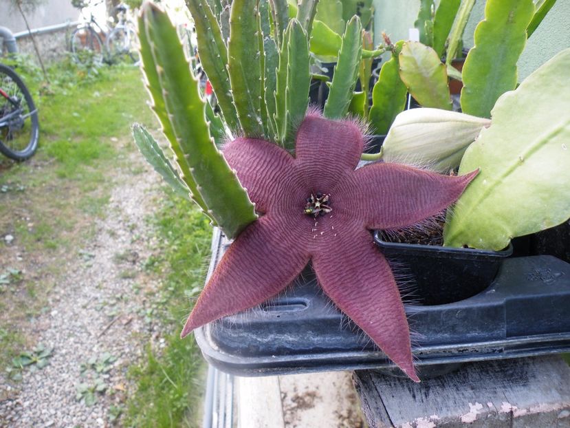  - 2017 in gradina mea