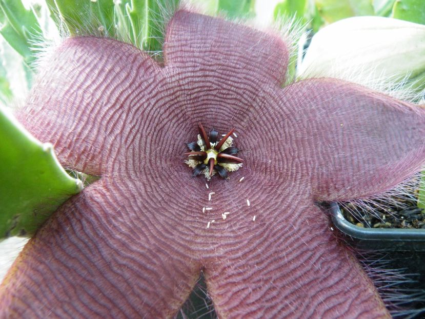 o musca a depus oua - 2017 in gradina mea