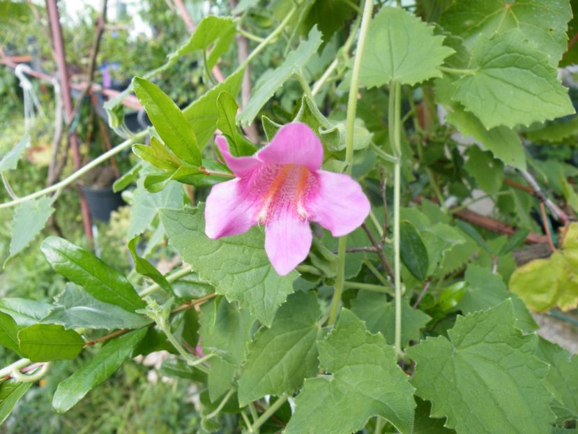  - 2017 in gradina mea