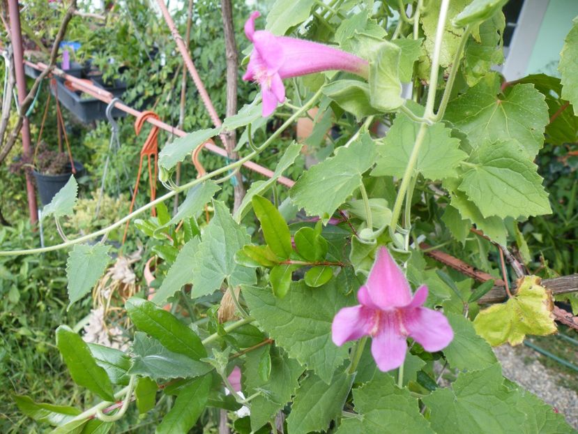  - 2017 in gradina mea