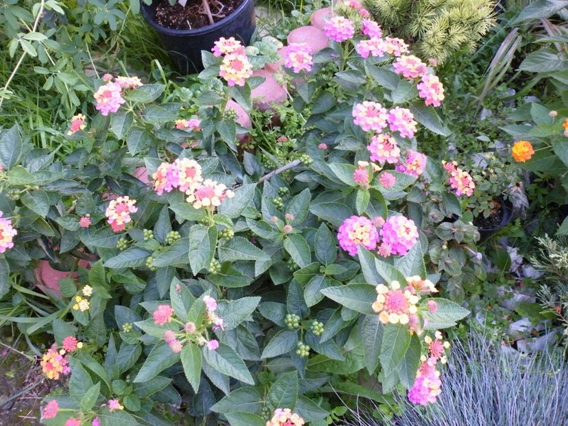  - 2017 in gradina mea