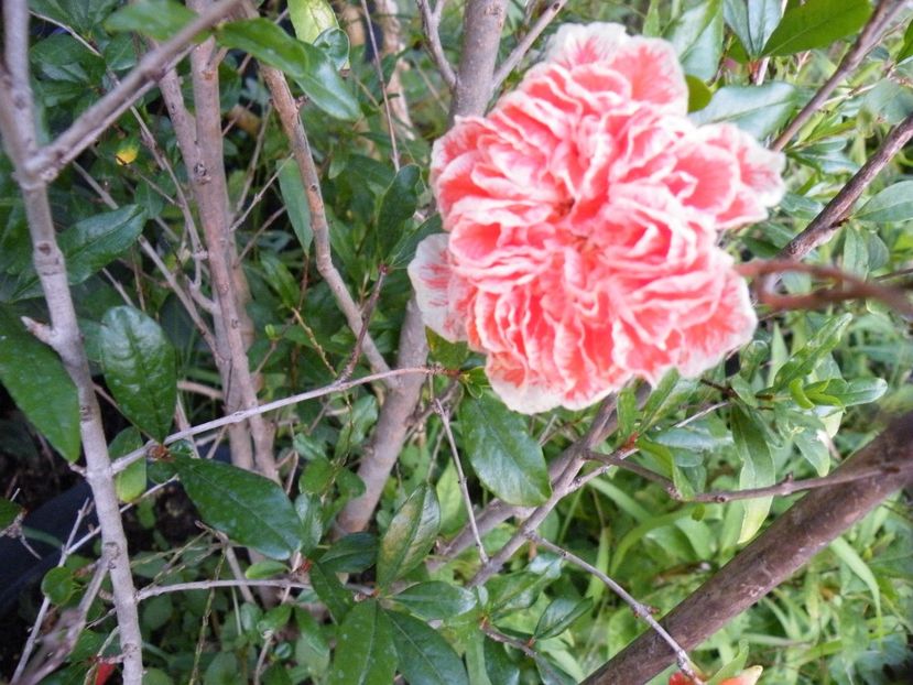 punica legrelliae - 2017 in gradina mea