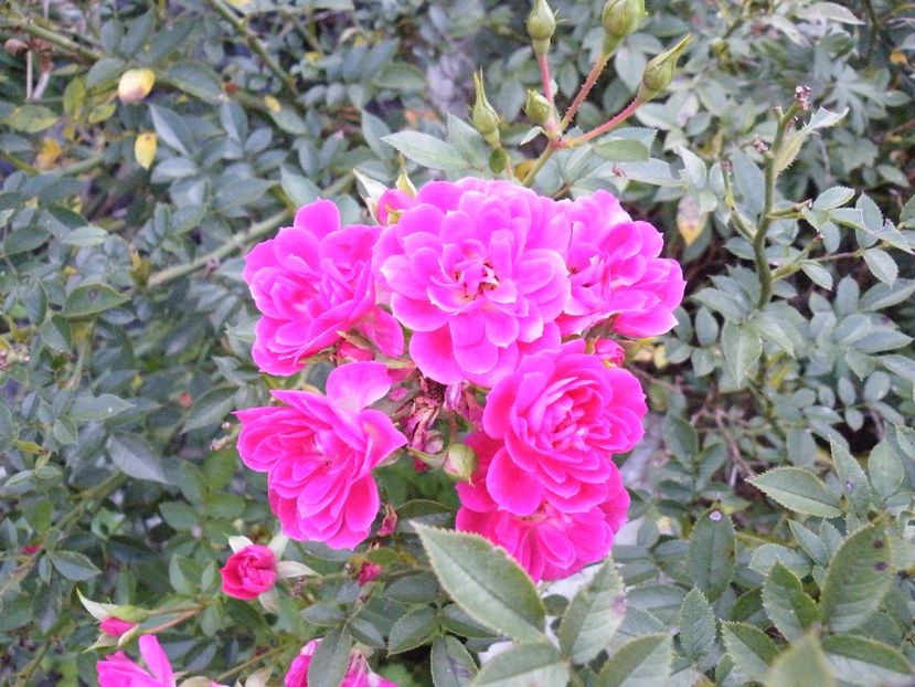  - 2017 in gradina mea