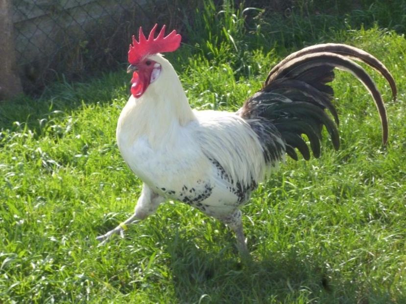 grise rooster - 02 Standard si varietati de culoare