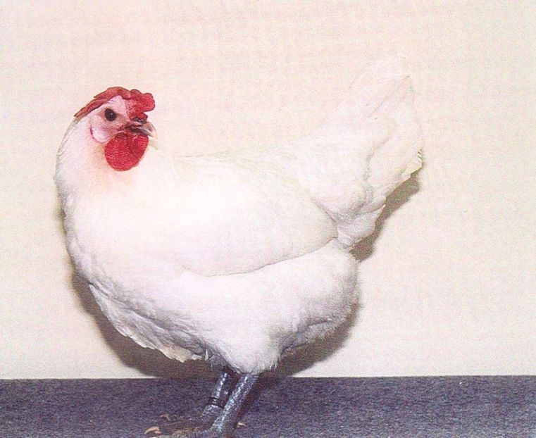 white hen - 02 Standard si varietati de culoare