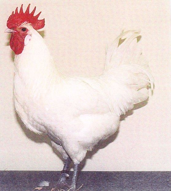 white rooster - 02 Standard si varietati de culoare
