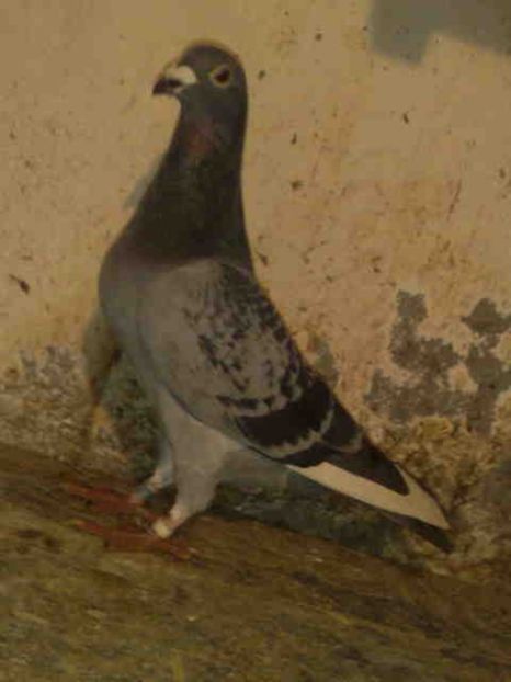 238 - X-Porumbei vinduti