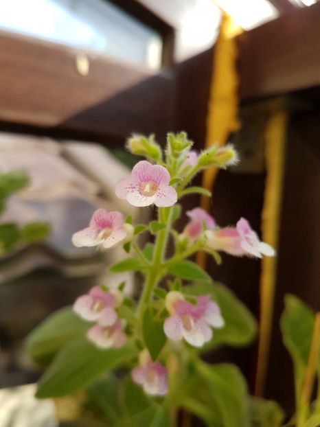  - KOHLERIILE MELE 2017 continuare