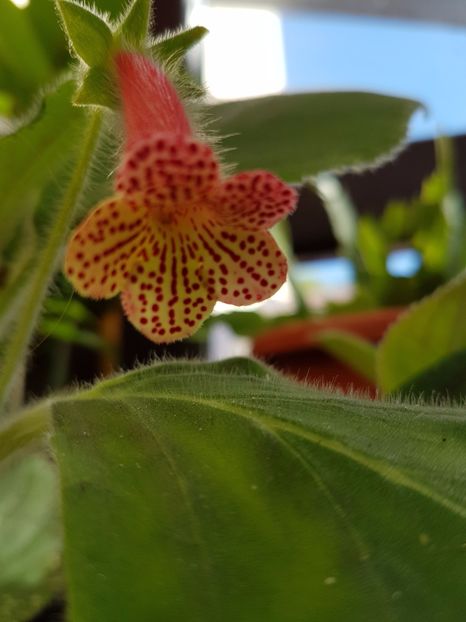  - KOHLERIILE MELE 2017 continuare