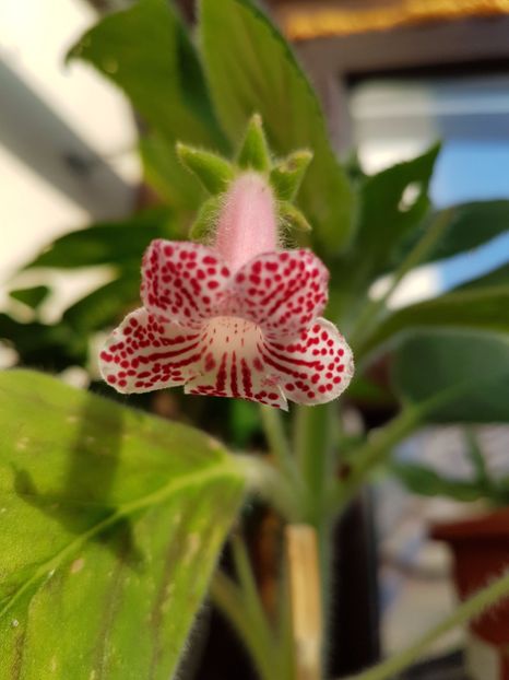  - KOHLERIILE MELE 2017 continuare