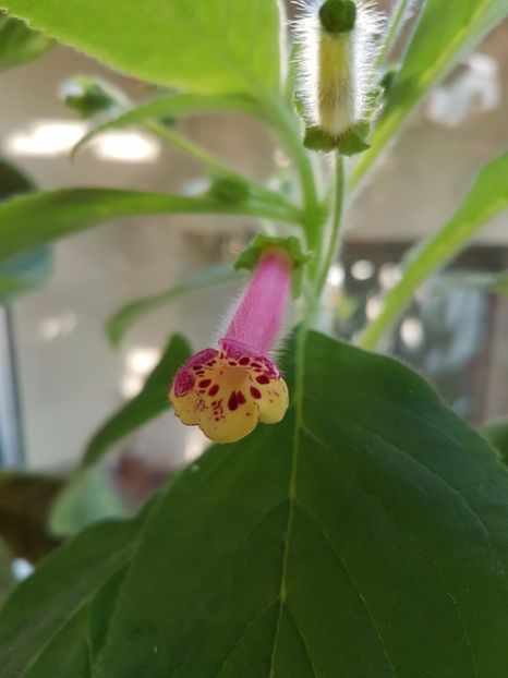 Yf's Tradlet - KOHLERIILE MELE 2017 continuare