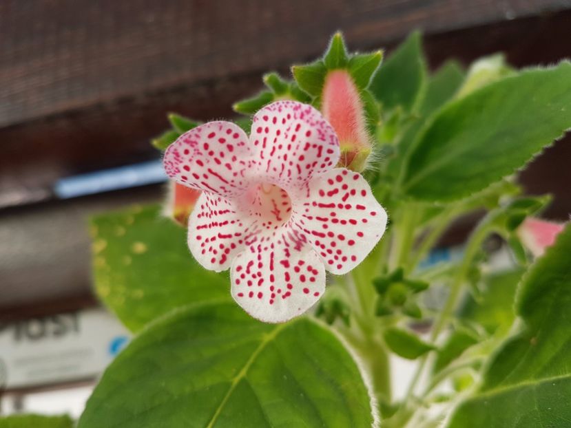  - KOHLERIILE MELE 2017 continuare