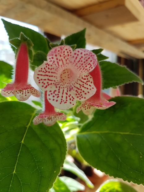  - KOHLERIILE MELE 2017 continuare