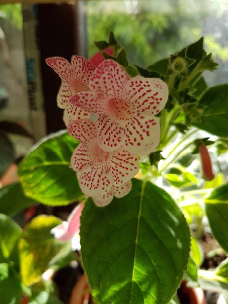  - KOHLERIILE MELE 2017 continuare