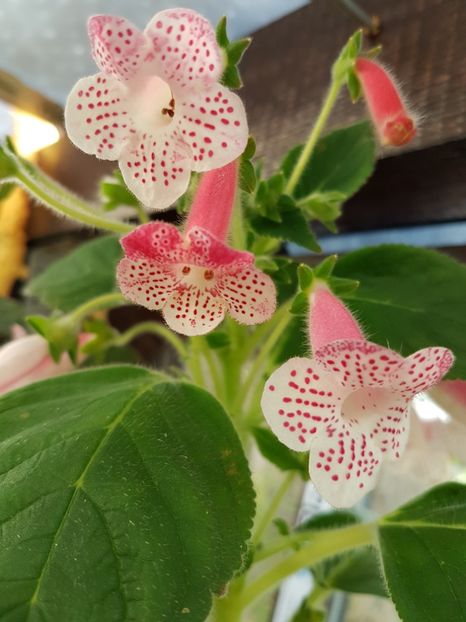 20170809_085009(0) - KOHLERIILE MELE 2017 continuare