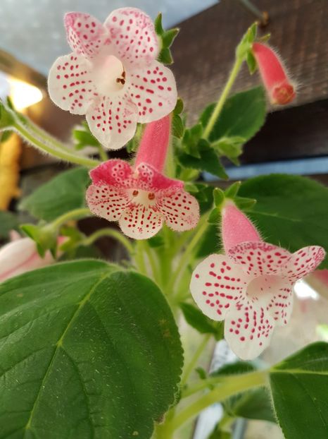  - KOHLERIILE MELE 2017 continuare