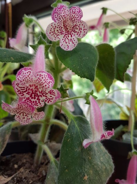 Ni's Lisa - KOHLERIILE MELE 2017 continuare