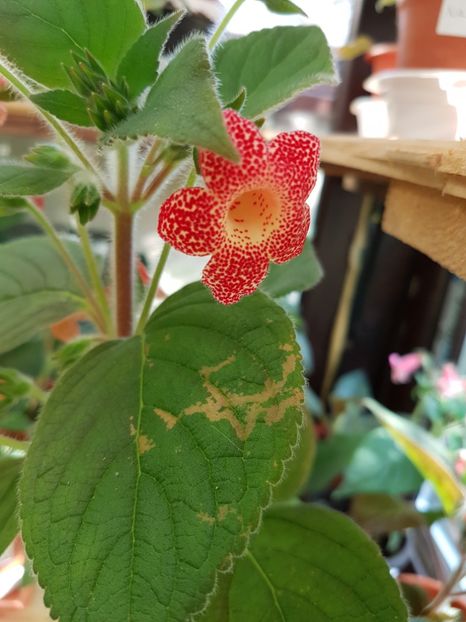  - KOHLERIILE MELE 2017 continuare