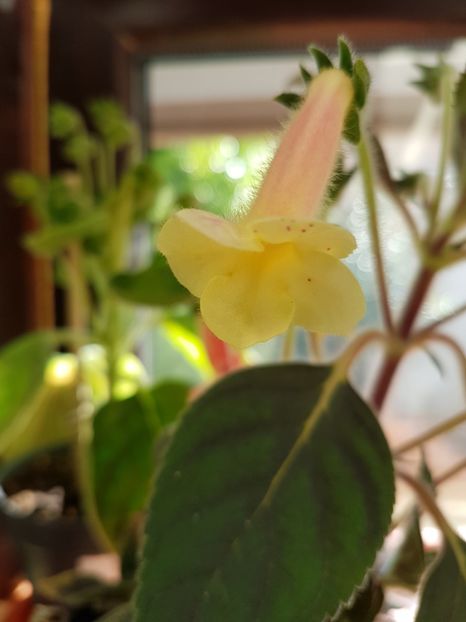  - KOHLERIILE MELE 2017 continuare