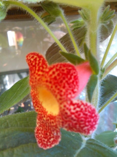  - KOHLERIILE MELE 2017 continuare