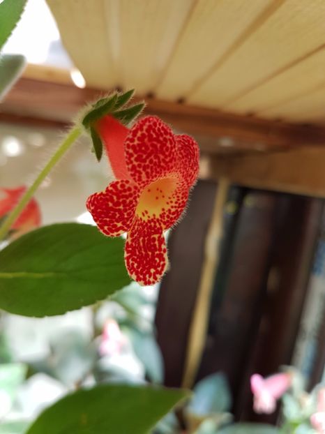  - KOHLERIILE MELE 2017 continuare