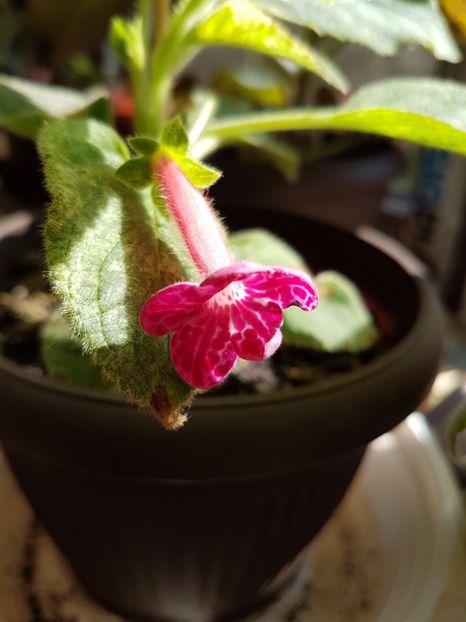  - KOHLERIILE MELE 2017 continuare