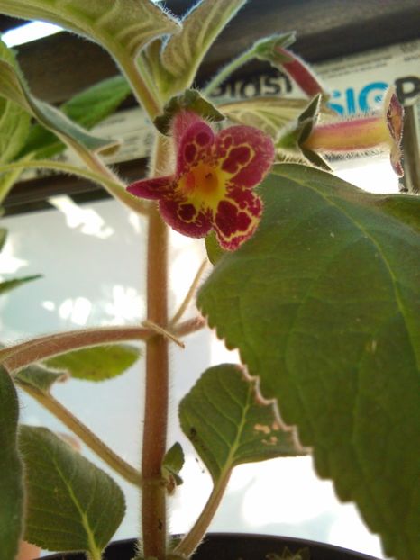  - KOHLERIILE MELE 2017 continuare