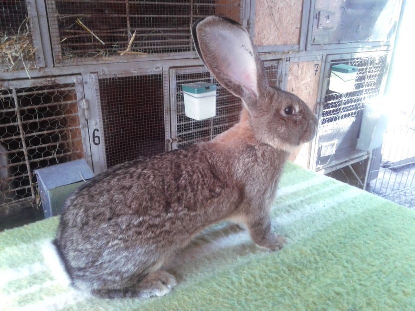 6 luni - M 16 - productie proprie