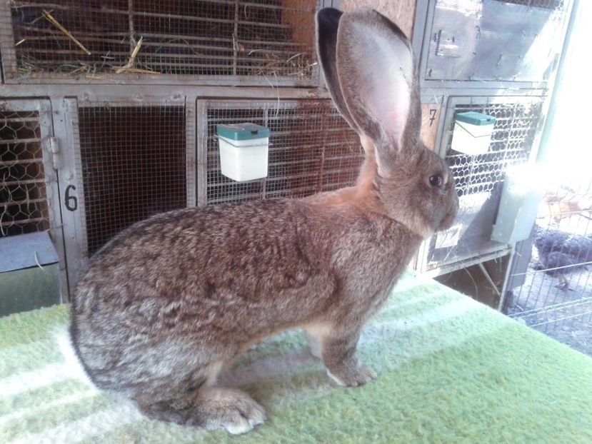 6 luni - M 16 - productie proprie