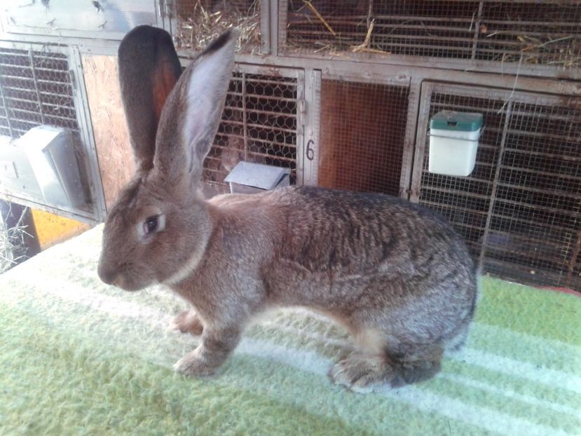 6 luni - M 16 - productie proprie