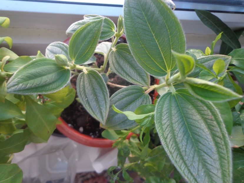 Tibouchina,puiut - Argumente