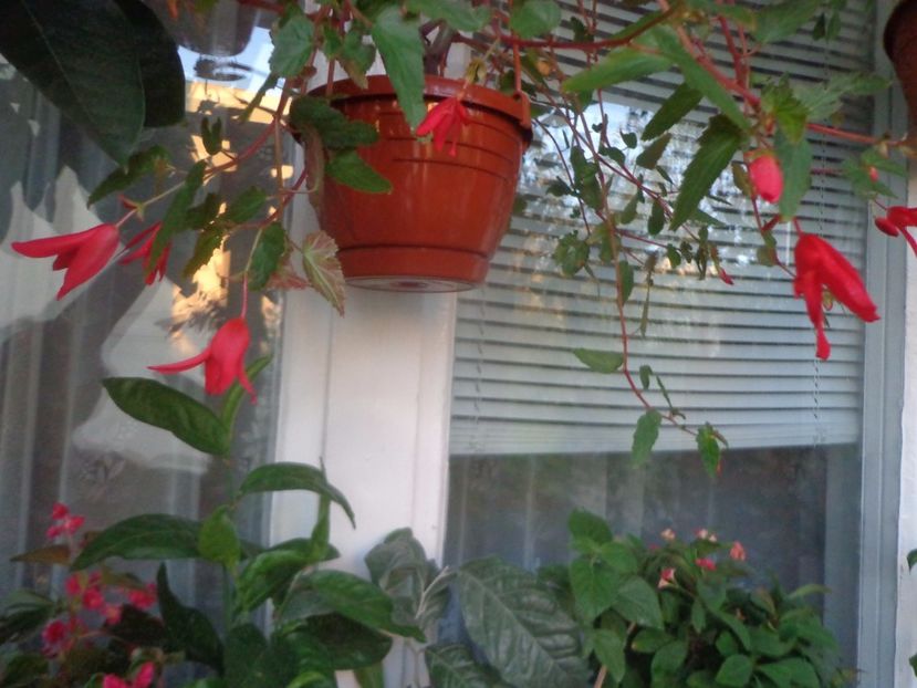 "Boliviensis"...vara a fost prea fierbinte... - Argumente