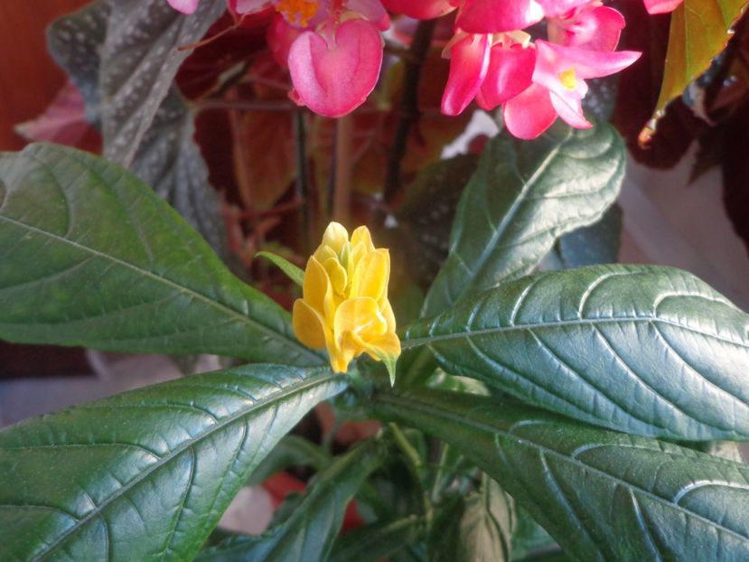 Pachystachys lutea - Argumente