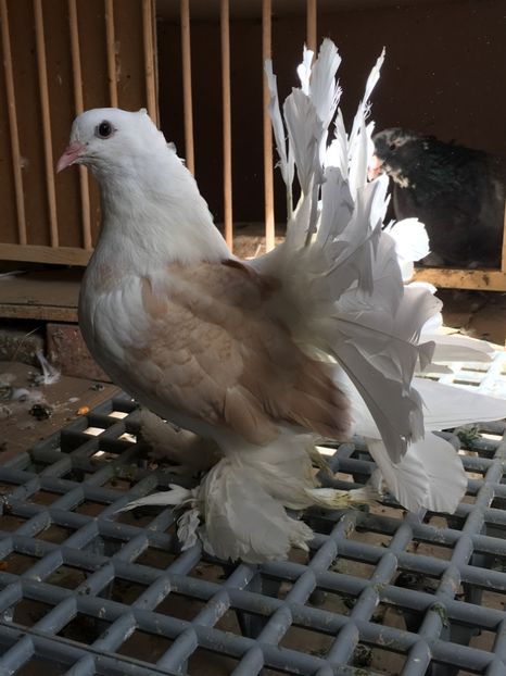  - VOLTATI INDIENI TINERET 2017