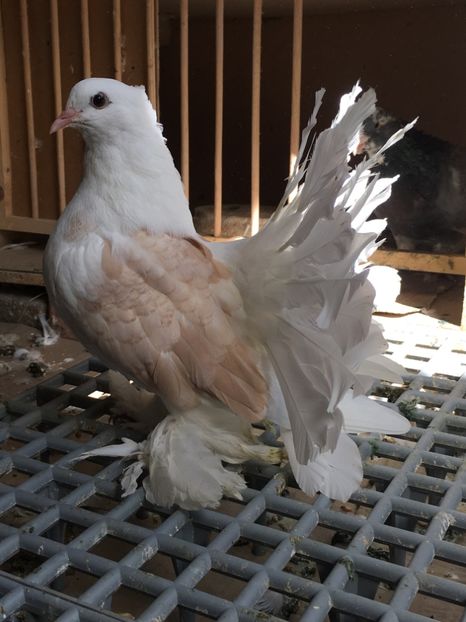  - VOLTATI INDIENI TINERET 2017