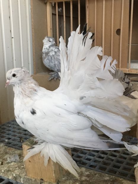  - VOLTATI INDIENI TINERET 2017