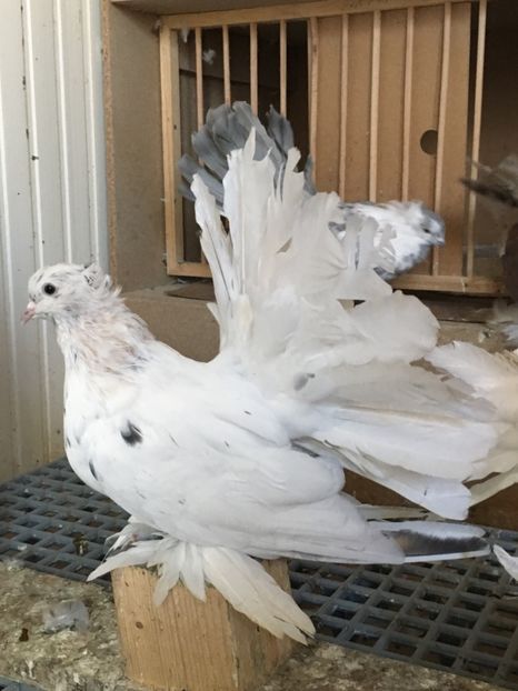  - VOLTATI INDIENI TINERET 2017