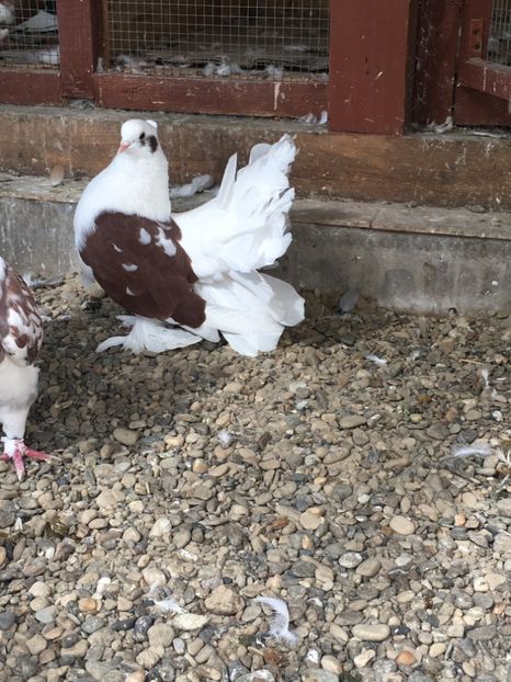  - VOLTATI INDIENI TINERET 2017