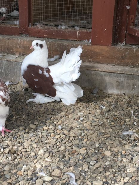  - VOLTATI INDIENI TINERET 2017