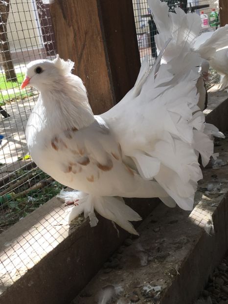  - VOLTATI INDIENI TINERET 2017