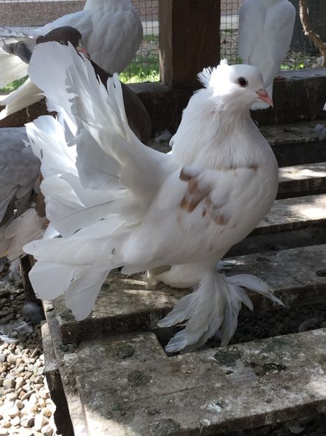  - VOLTATI INDIENI TINERET 2017