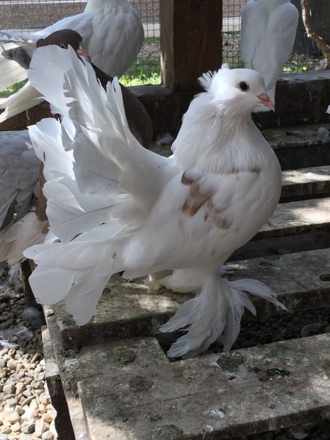  - VOLTATI INDIENI TINERET 2017