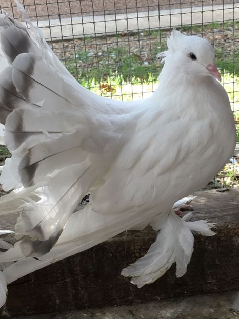  - VOLTATI INDIENI TINERET 2017