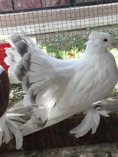  - VOLTATI INDIENI TINERET 2017