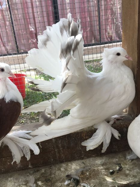  - VOLTATI INDIENI TINERET 2017