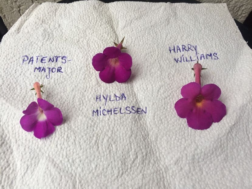 14.09.2017 - Comparații