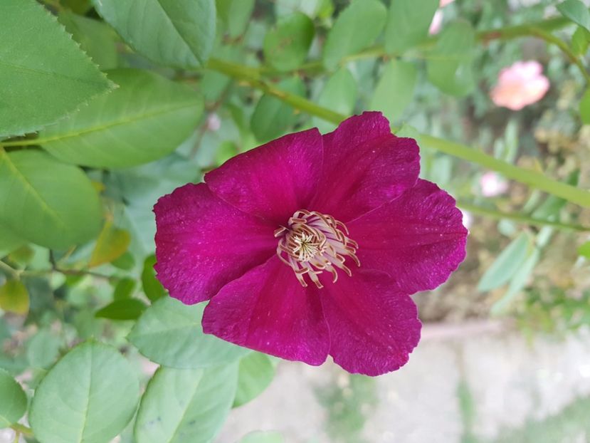sa fie warszawska-nike??? - 02 clematite