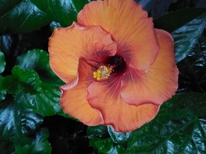  - Tahitian Dark Congo