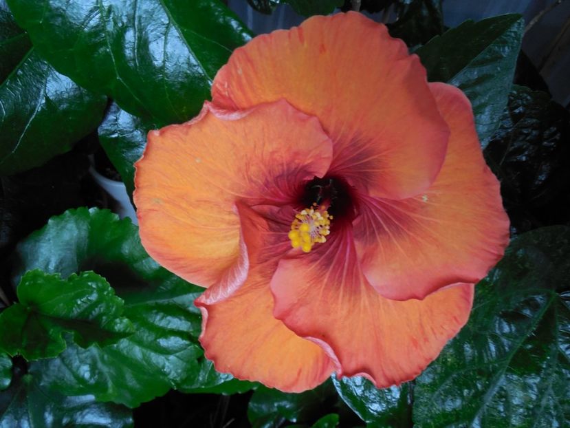  - Tahitian Dark Congo