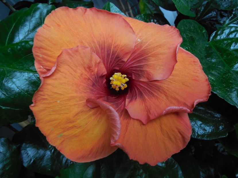  - Tahitian Dark Congo